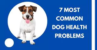 a dog picture along with text saying "7 most common dog health problem" with a blue background color