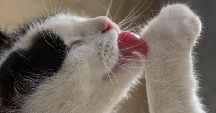Cat Licking - Getty Images (Hairballs in cats)
