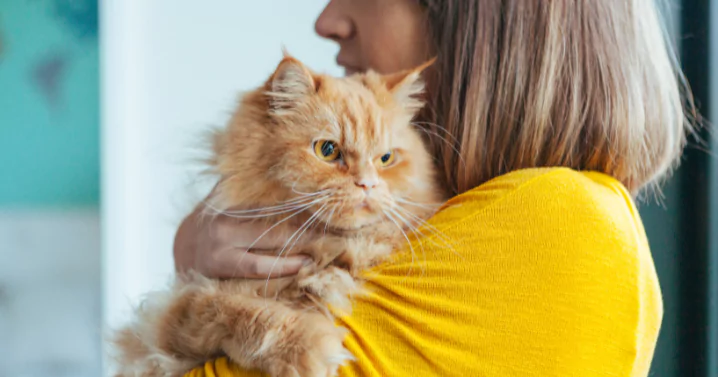 Purr therapy: what is it?  What are the benefits?