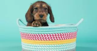 Baskets, coats, cosmetics for our dogs, DIY is all the rage!