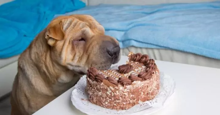 dog eating a cake