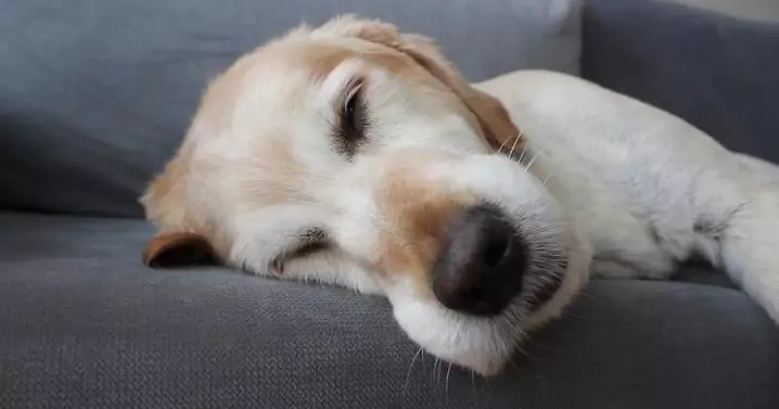 dog dreaming