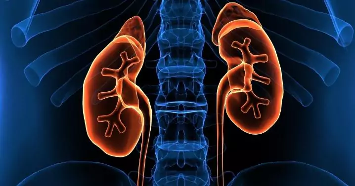 kidney drawing